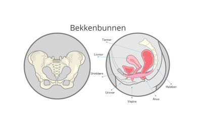 Hjem 2 Bekkenbunnstrening